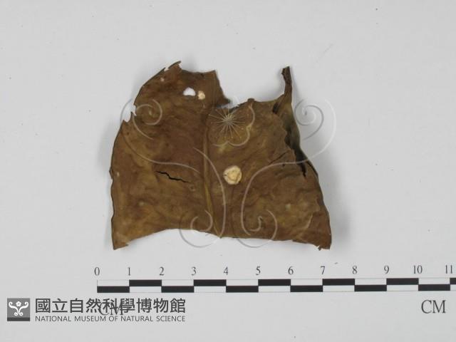 登錄號:F0013896藏品圖，第3張