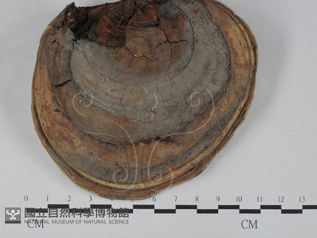 靈芝屬藏品圖，第3張