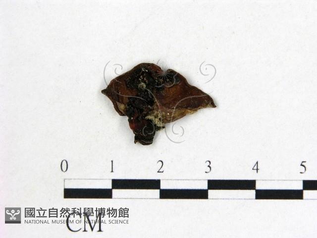 登錄號:F0008996藏品圖，第3張