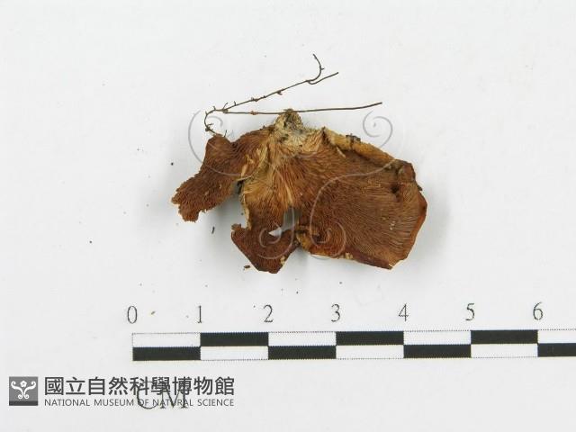登錄號:F0000996藏品圖，第3張