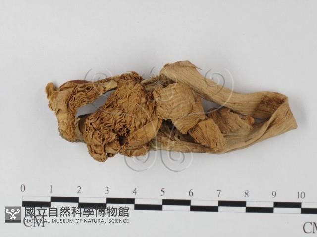 登錄號:F0010996藏品圖，第1張