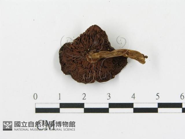 傘菌屬藏品圖，第3張
