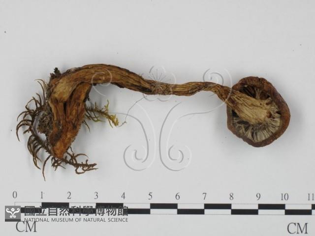 登錄號:F0021996藏品圖，第3張