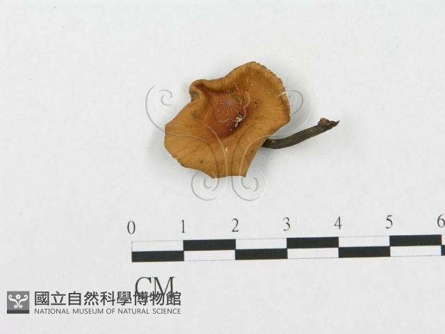 登錄號:F0001996藏品圖，第1張