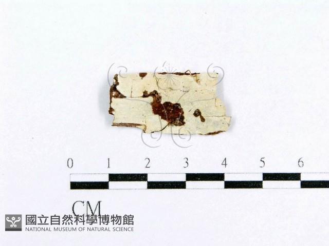 射脈菌屬藏品圖，第3張