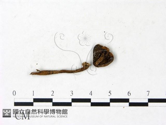 登錄號:F0022996藏品圖，第3張