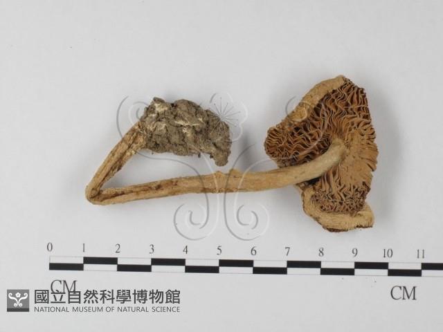 登錄號:F0012996藏品圖，第1張