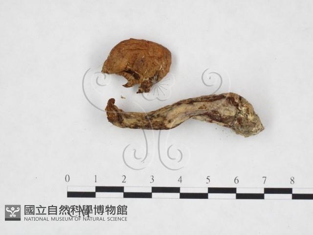 登錄號:F0025996藏品圖，第3張