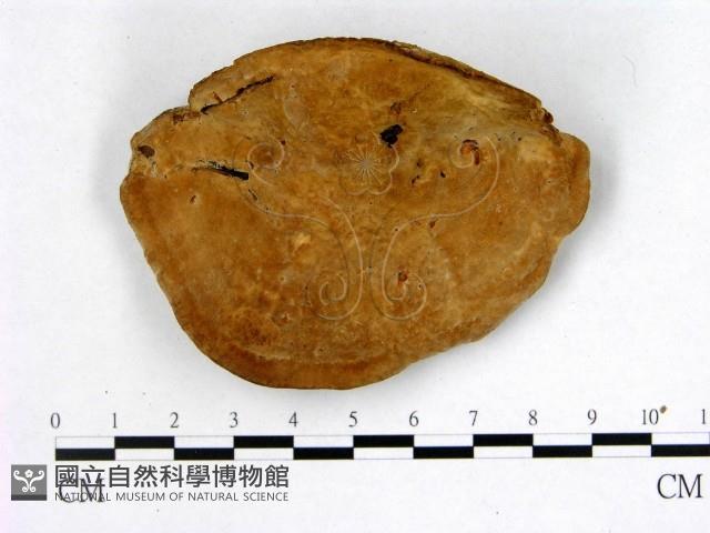 登錄號:F0005996藏品圖，第3張