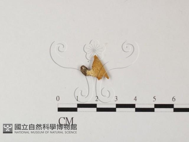 登錄號:F0015996藏品圖，第3張