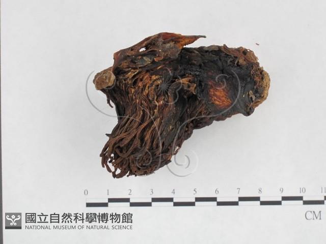 登錄號:F0009996藏品圖，第3張