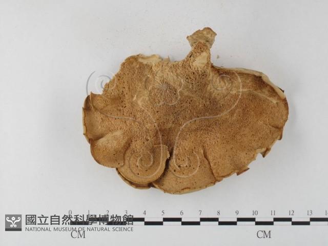 多孔菌屬藏品圖，第3張