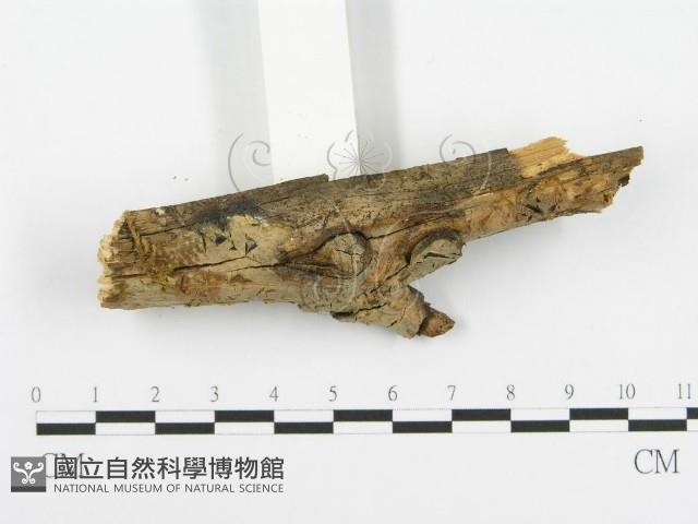 登錄號:F0003996藏品圖，第3張