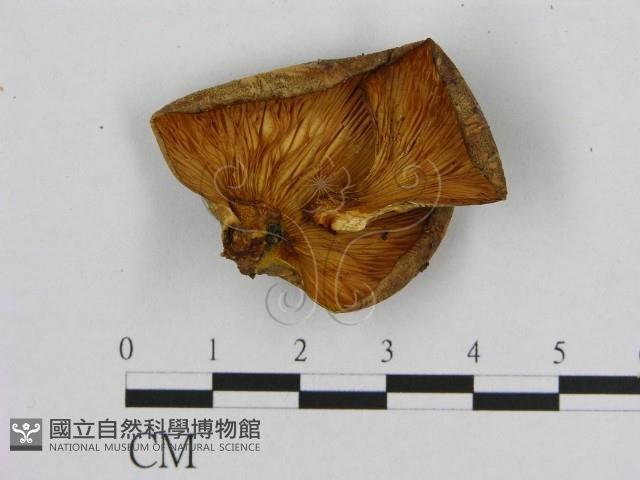 登錄號:F0013996藏品圖，第3張