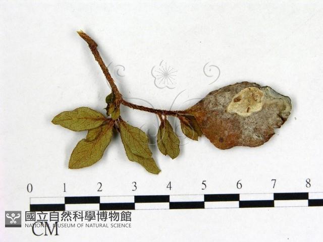 登錄號:F0020696藏品圖，第3張
