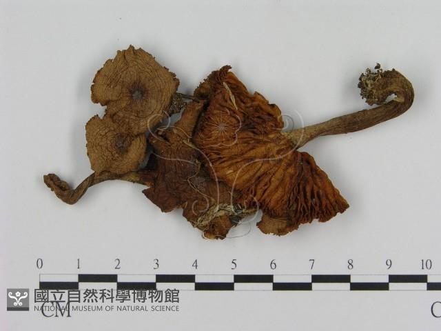 登錄號:F0010696藏品圖，第3張