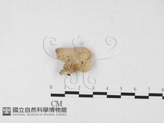 登錄號:F0026696藏品圖，第3張