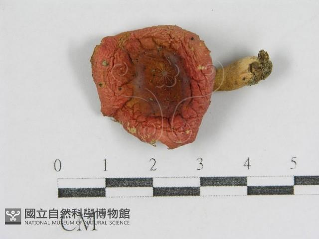 登錄號:F0001696藏品圖，第3張