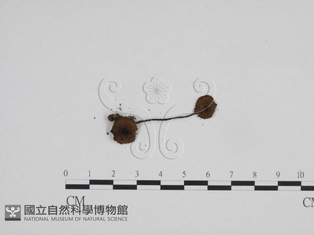 登錄號:F0024696藏品圖，第3張