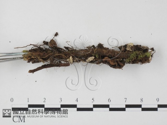 登錄號:F0007696藏品圖，第3張