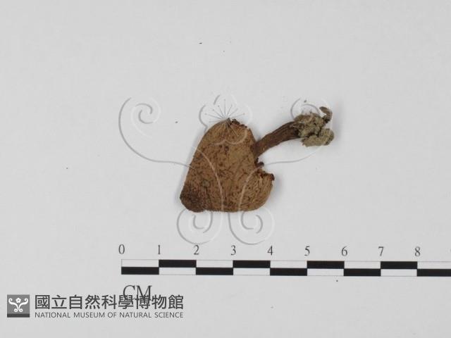 登錄號:F0025696藏品圖，第1張