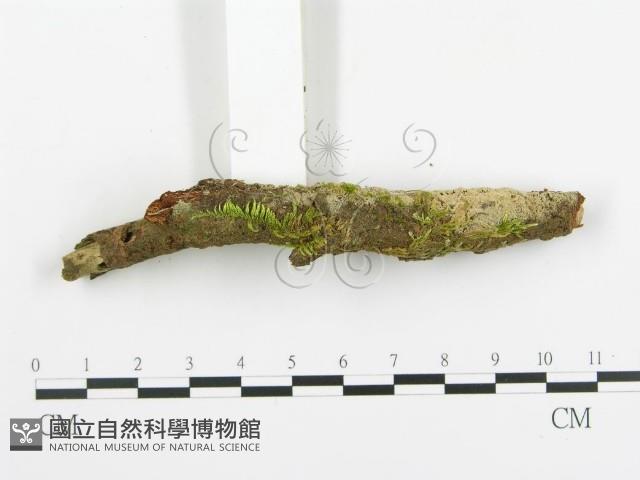 登錄號:F0015696藏品圖，第3張
