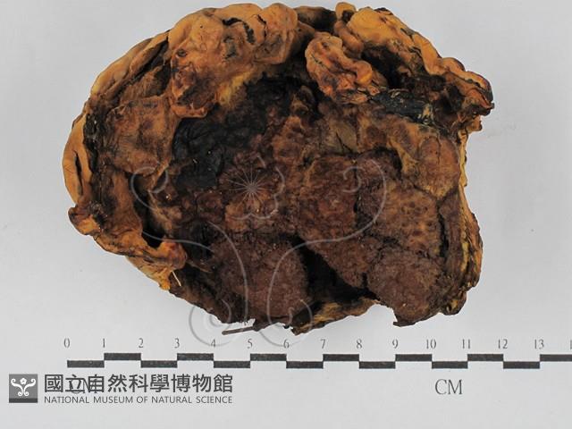 登錄號:F0029696藏品圖，第3張