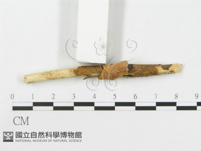 側耳屬藏品圖，第3張