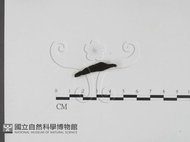 登錄號:F0019696藏品圖，第3張