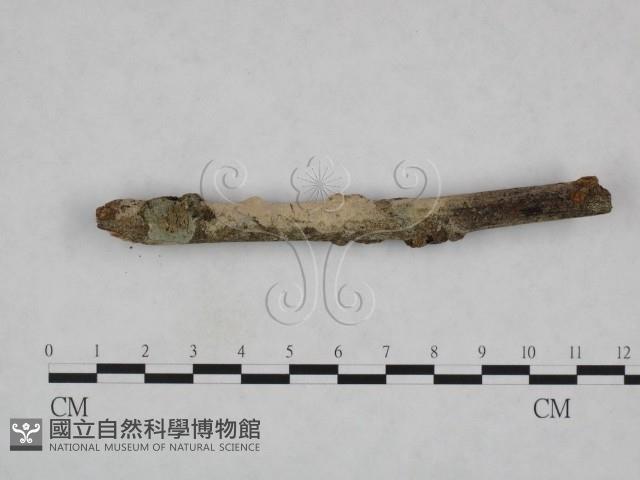 登錄號:F0023696藏品圖，第3張