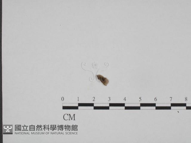 登錄號:F0003696藏品圖，第3張