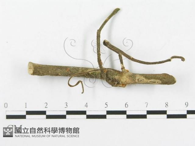 多孔菌屬藏品圖，第3張