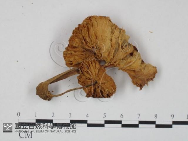 登錄號:F0000496藏品圖，第3張