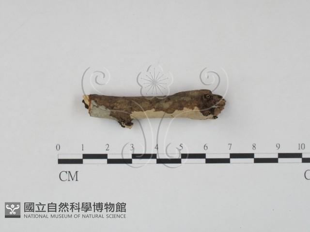 登錄號:F0010496藏品圖，第3張