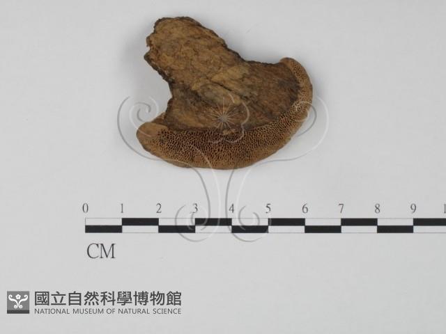 登錄號:F0016496藏品圖，第3張