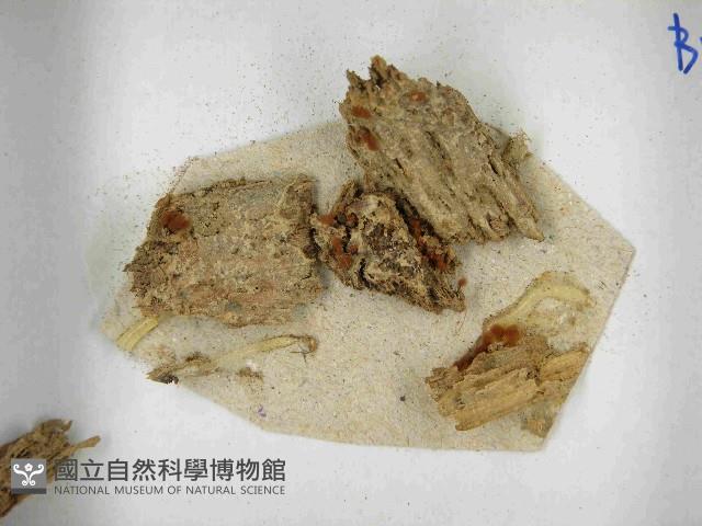 登錄號:F0021496藏品圖，第3張