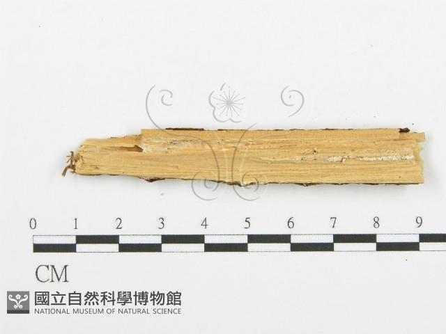 齒耳菌屬藏品圖，第3張