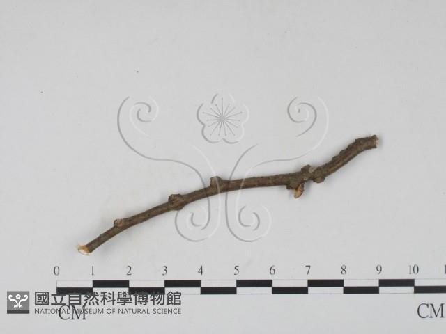 登錄號:F0011496藏品圖，第3張