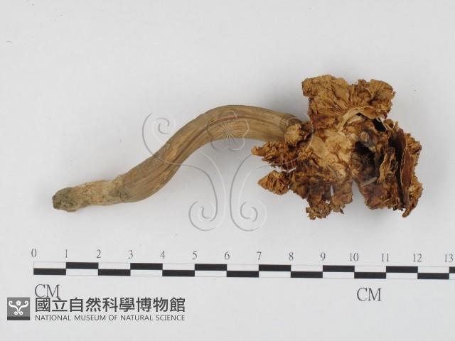 登錄號:F0024496藏品圖，第3張