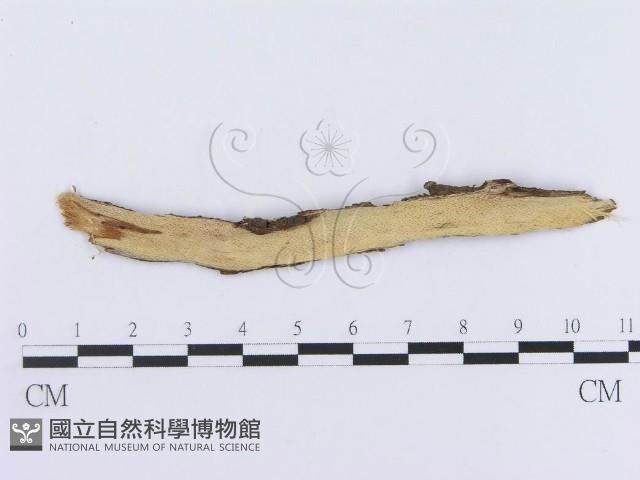 登錄號:F0004496藏品圖，第3張