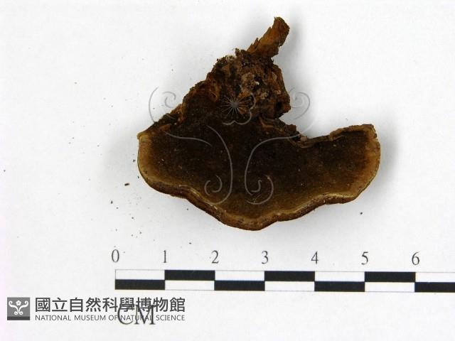 纖孔菌屬藏品圖，第3張