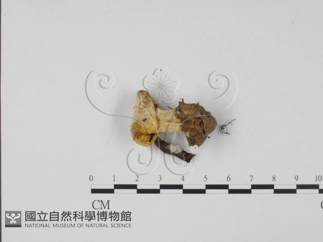 登錄號:F0002496藏品圖，第3張