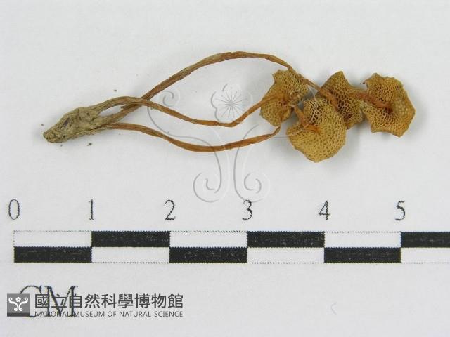 登錄號:F0012496藏品圖，第3張