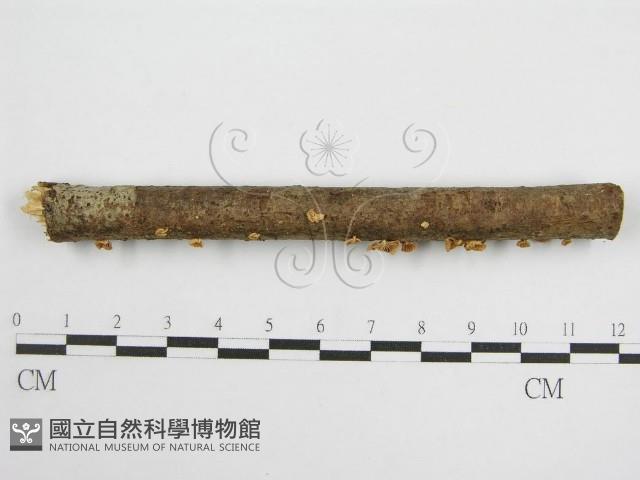 微皮傘屬藏品圖，第3張