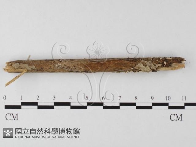 登錄號:F0025496藏品圖，第3張