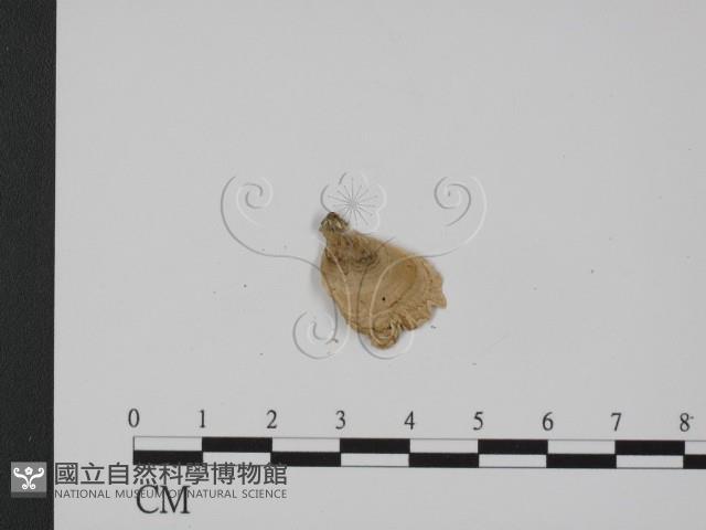 登錄號:F0005496藏品圖，第3張