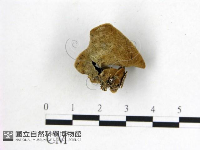 毛木耳藏品圖，第3張