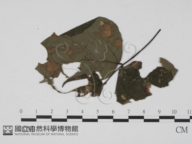 登錄號:F0019496藏品圖，第3張