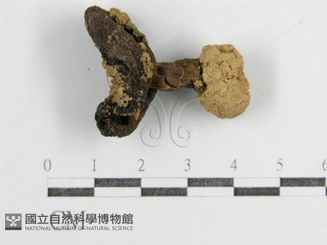 登錄號:F0003496藏品圖，第3張