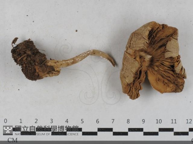 登錄號:F0033496藏品圖，第3張